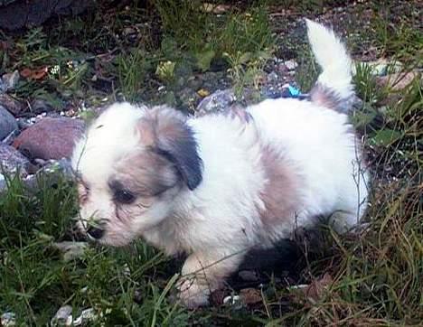 Coton de tulear Digo - under 2 mdr gammel billede 8