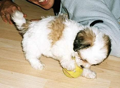 Coton de tulear Digo - En af de første dage hjemme. billede 9