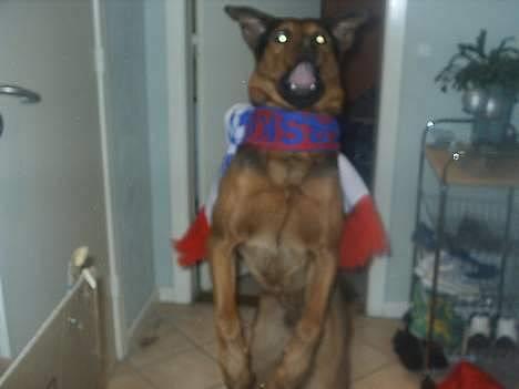 Blanding af racer (Rottweiler) Bølle - » Bølle. billede 19