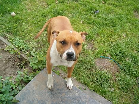 Amerikansk staffordshire terrier appels eye (nelly) - Nelly der er mig, hva vil du? billede 1