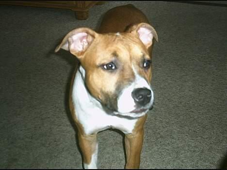 Amerikansk staffordshire terrier appels eye (nelly) - Hey går jeg glib af noget der over!! billede 2