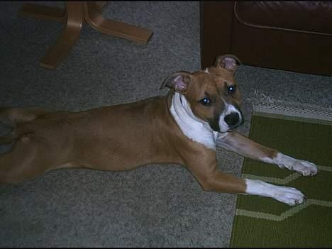 Amerikansk staffordshire terrier appels eye (nelly) - Hvorfor tager i billeder af mig? billede 3