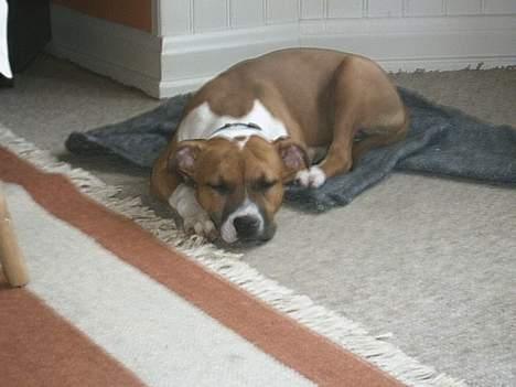 Amerikansk staffordshire terrier appels eye (nelly) - Så sover jeg rigtigt godt!! billede 4