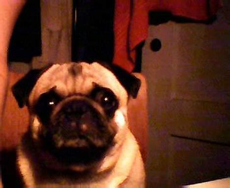 Mops Albert billede 2