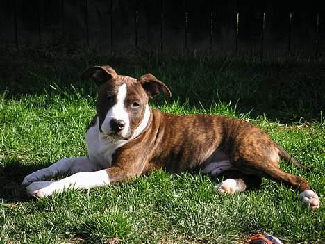 Amerikansk staffordshire terrier Cæsar - jeg er henslængt lækker.... billede 6