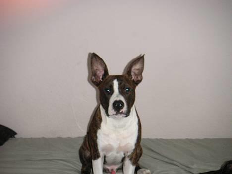 Amerikansk staffordshire terrier Cæsar - Uhh Mor.. du må altså ikke forskrække mig sånt... jeg bliver jo helt bange....!!! billede 7