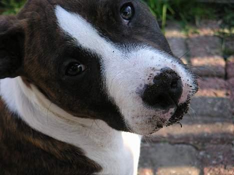 Amerikansk staffordshire terrier Cæsar - er det bare mig eller... har jeg schmuukke øjne....? billede 8