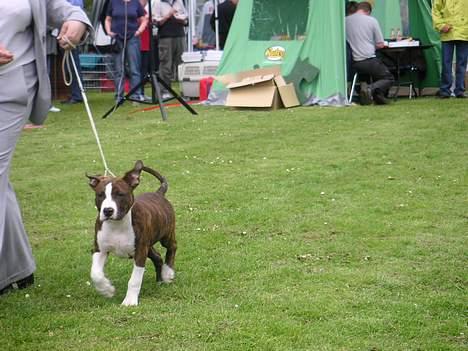 Amerikansk staffordshire terrier Cæsar - orv... det er sjovt det her... billede 9