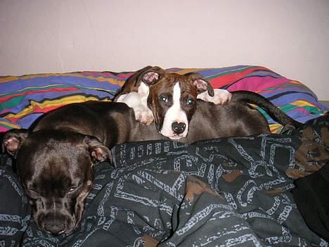 Amerikansk staffordshire terrier Brava - man er vel hyggedyr... billede 13