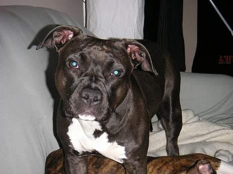 Amerikansk staffordshire terrier Brava - hvad laver du mor??? billede 14