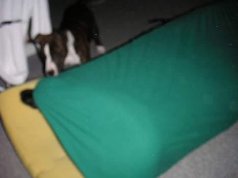 Amerikansk staffordshire terrier Brava - hvis jeg nu kravler herind... så finder de mig nok ikke.... billede 15