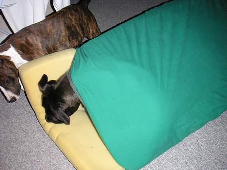 Amerikansk staffordshire terrier Brava - ha ha søs... jeg fandt dig... billede 16