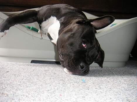 Amerikansk staffordshire terrier Brava - snoooork... billede 17