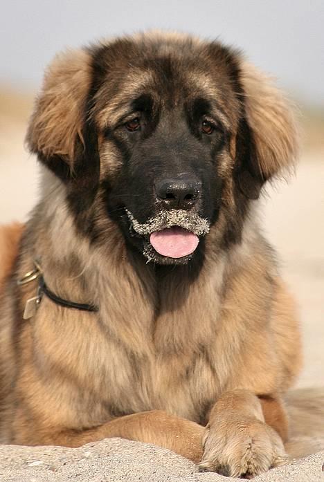 Leonberger Cara Cia. billede 1