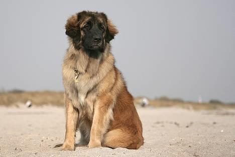 Leonberger Cara Cia. billede 3