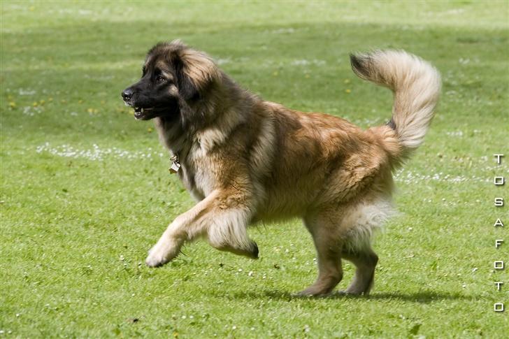 Leonberger Cara Cia. - Nyt Tosafoto Maj 07. billede 4