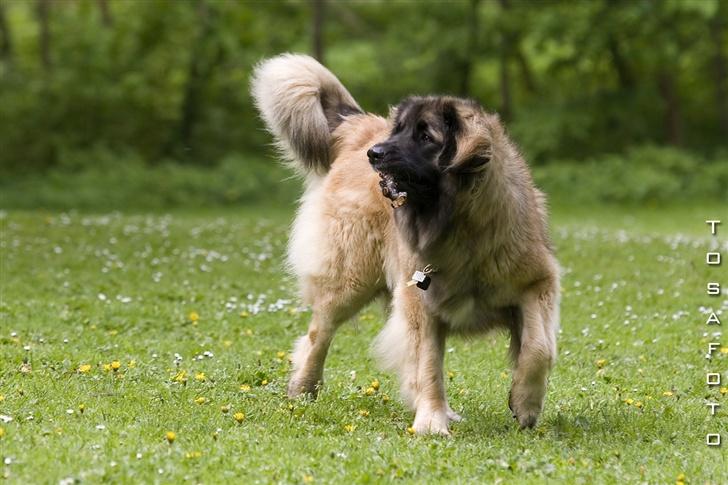 Leonberger Cara Cia. - Nyt Tosafoto Maj 07. billede 5