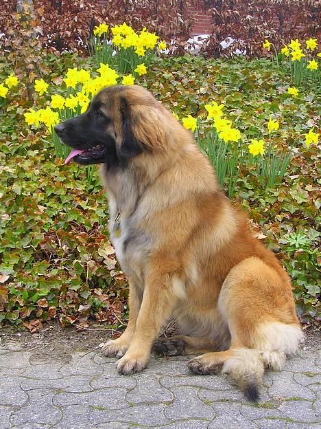 Leonberger Cara Cia. - Nyt. 30 April 06. billede 7