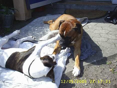 Amerikansk bulldog kian sov ind den 15/4 -10 - farmand leger med sin dejlige søn  billede 4