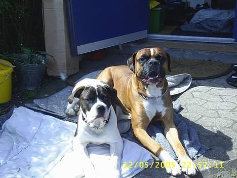 Amerikansk bulldog kian sov ind den 15/4 -10 - ummmmm soooooool  billede 5