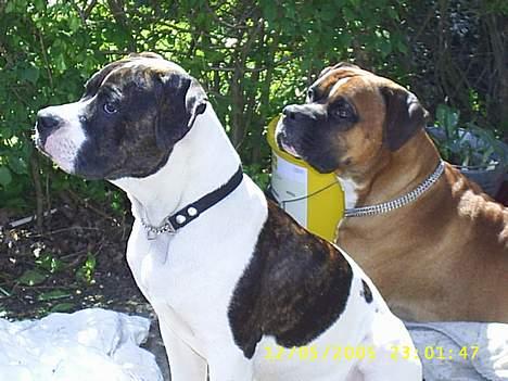 Amerikansk bulldog kian sov ind den 15/4 -10 - se hvor stille vi kan sidde GG billede 6