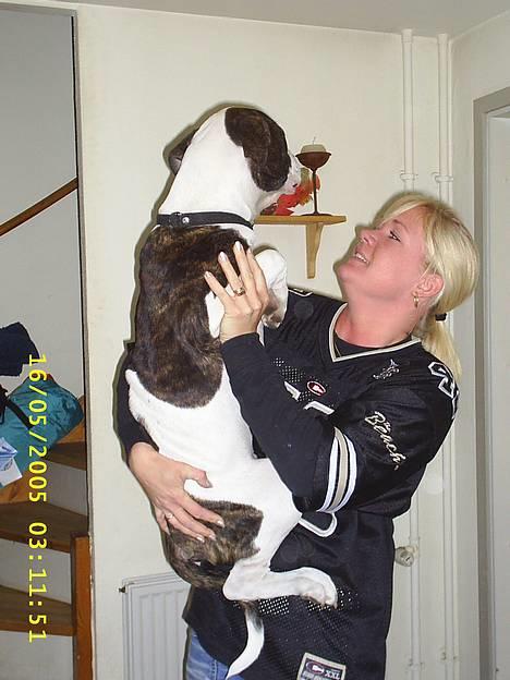 Amerikansk bulldog bas fået nyt hjem.snøft. - hehe det bliver man ikk for stor til vel billede 11