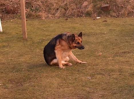 Schæferhund Faust - Arh, det er godt:) billede 16