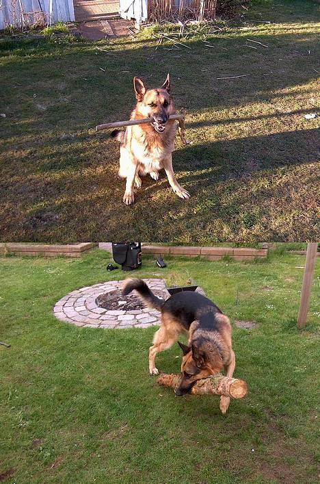 Schæferhund Faust - Grrgh! Birkekæppen kan han nemt nok løfte, men han er lige ved at dreje, så det ser ud som om han har den mod jorden! Men han kan altså sagtens løbe med den i munden;) billede 17