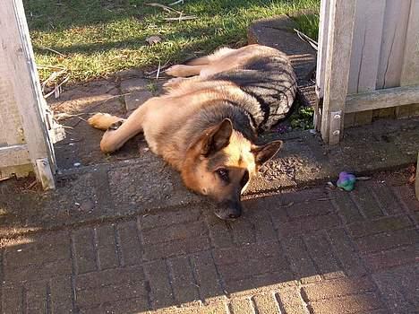 Schæferhund Faust - Jeg er blevet træt! billede 18