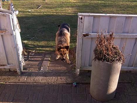 Schæferhund Faust - Kast nu den bold for satan! billede 19