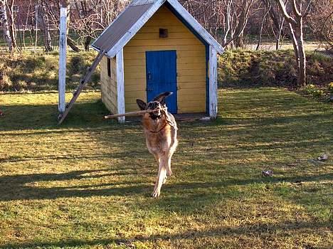 Schæferhund Faust - Tak faust! billede 20