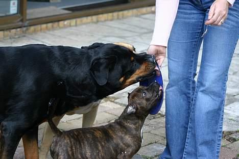 Rottweiler TYSON - Selvom man er 3 hanhunde kan man godt dele lagkagen. billede 15