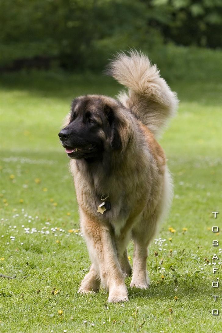 Leonberger Cara Cia. - Nyt Tosafoto Maj 07. billede 8