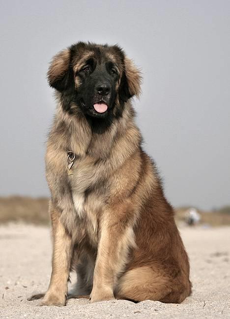 Leonberger Cara Cia. billede 9