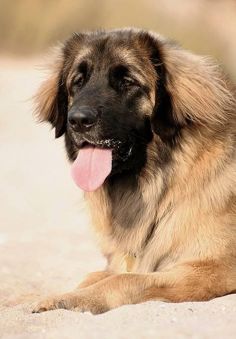 Leonberger Cara Cia. billede 10