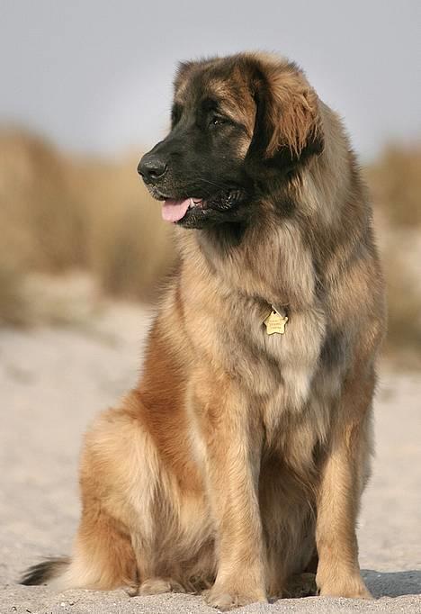 Leonberger Cara Cia. billede 11