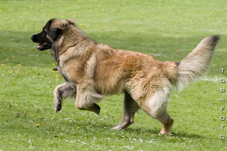 Leonberger Cara Cia. - Nyt Tosafoto Maj 07. billede 12