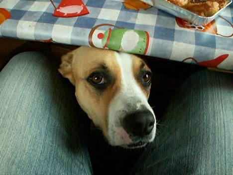 Blanding af racer Soya billede 13