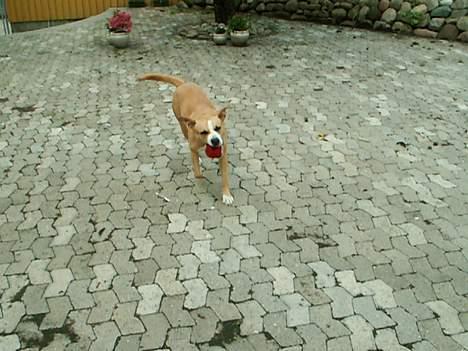 Blanding af racer Soya billede 14