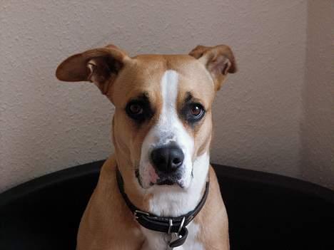 Blanding af racer Soya billede 15