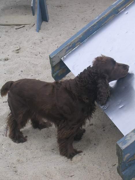 Cocker spaniel Twiggy - Hvorfor kan jeg ikke komme op? ;) [D. 21/5-05] billede 12