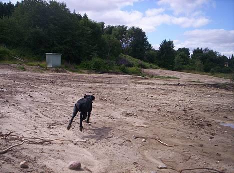 Blanding af racer balder - også  SPURTER VI billede 10