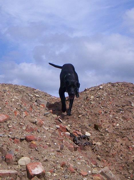 Blanding af racer balder - ned af det høje bjerg  billede 12
