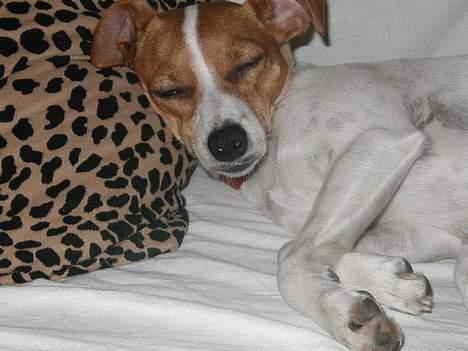 Dansk svensk gaardhund Susi - ZzzZz... billede 7