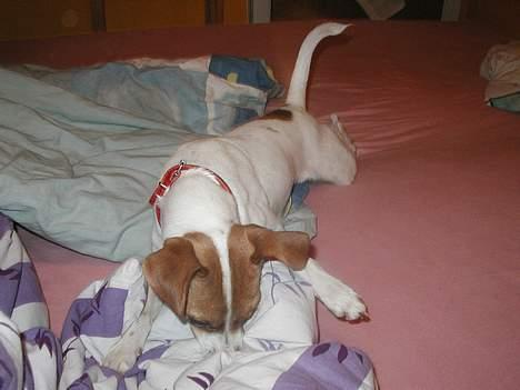 Dansk svensk gaardhund Susi - JO jeg må... :-) billede 8