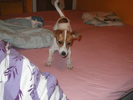 Dansk svensk gaardhund Susi - Du kan ikke fange mig :-)))) billede 9