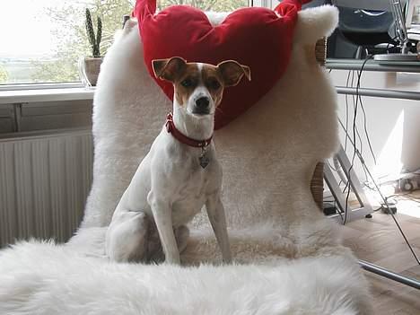 Dansk svensk gaardhund Susi - sidder ikk oppe i den bløde stol NaaArJ c´´,) billede 11