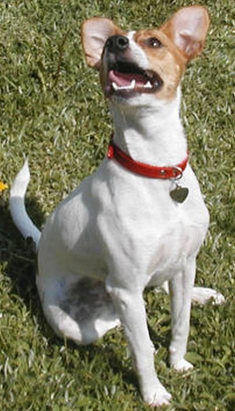 Dansk svensk gaardhund Susi - Gi´ mig den nu... se hvor sødt jeg sidder please... billede 12