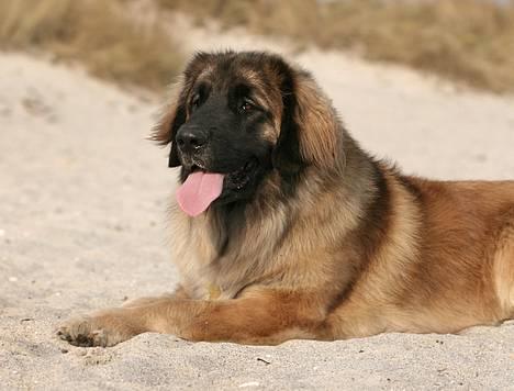 Leonberger Cara Cia. billede 13