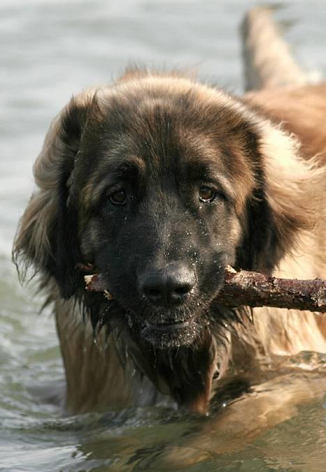 Leonberger Cara Cia. billede 14